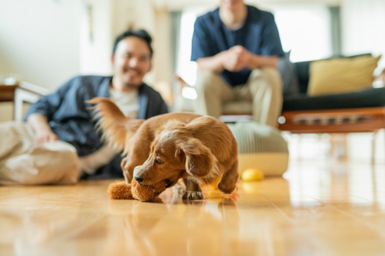 犬に下痢の症状が見られた場合の対処法~原因や食事で気をつけることを解説~